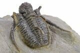 Spiny Cyphaspis Trilobite - Ofaten, Morocco #359169-4